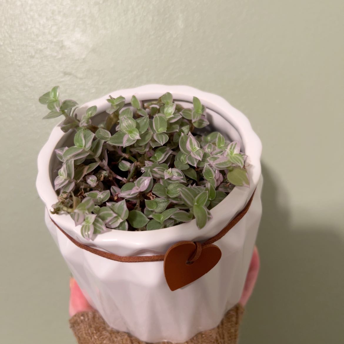 Small potted succulent Creeping Inch Plant with dense green rounded leaves on trailing stems, in white ceramic heart-tagged pot.