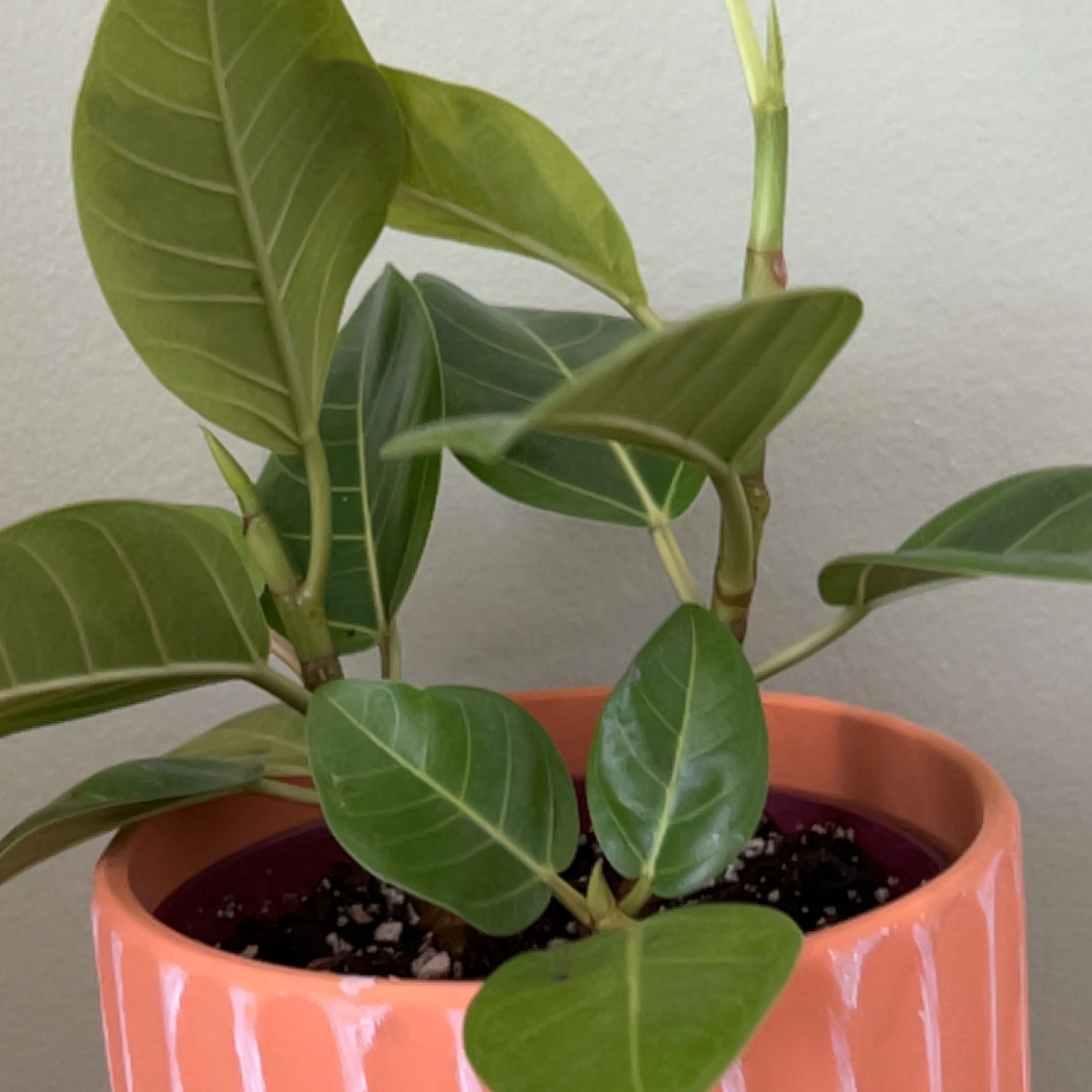 Healthy Council Tree plant with broad green leaves in an orange pot.