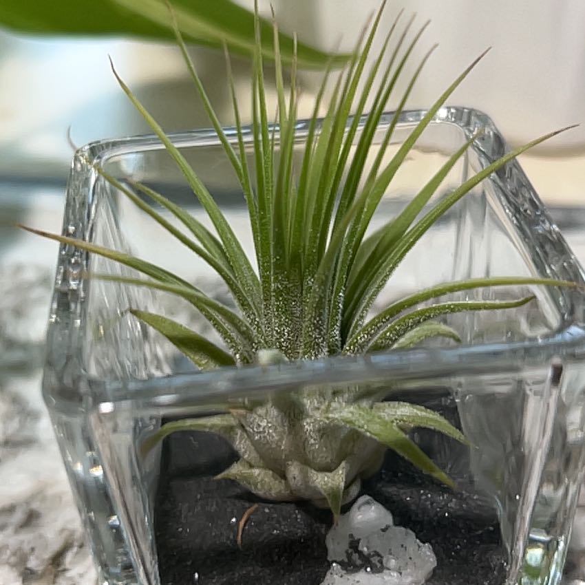 Healthy Tillandsia Blushing Bride air plant in a glass container with black rocks, well-centered and in focus.