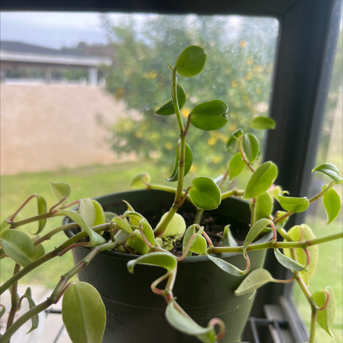Peperomia trinervula plant in a pot near a window, appears healthy with green leaves.