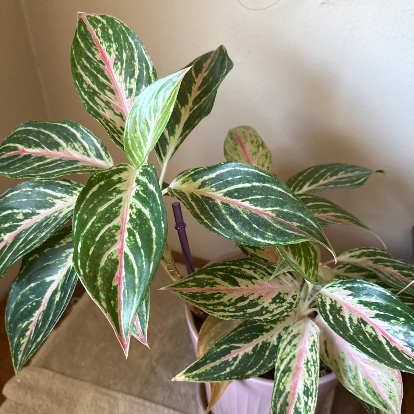 Photo of the plant species Pink Dalmatian Aglaonema by @cariyoung named Nema on Greg, the plant care app