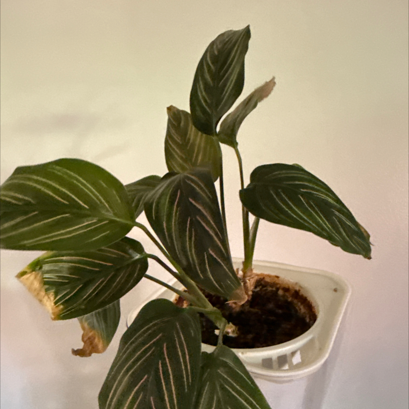 Photo of the plant species Calathea 'Beauty Star' by @cariyoung named Belle on Greg, the plant care app