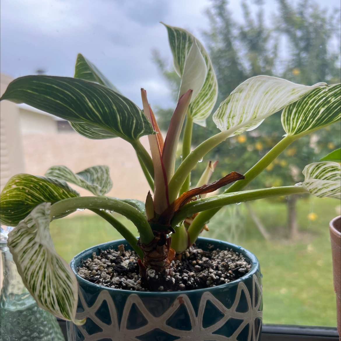Philodendron Birkin plant in a decorative pot with variegated leaves, some showing browning.