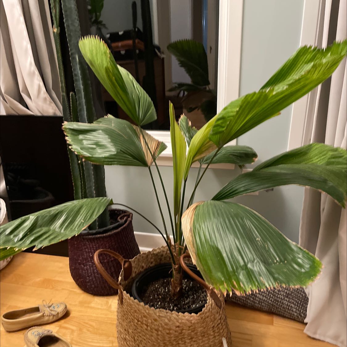 Plant care for Panama Hat Plant on Greg, the plant care app