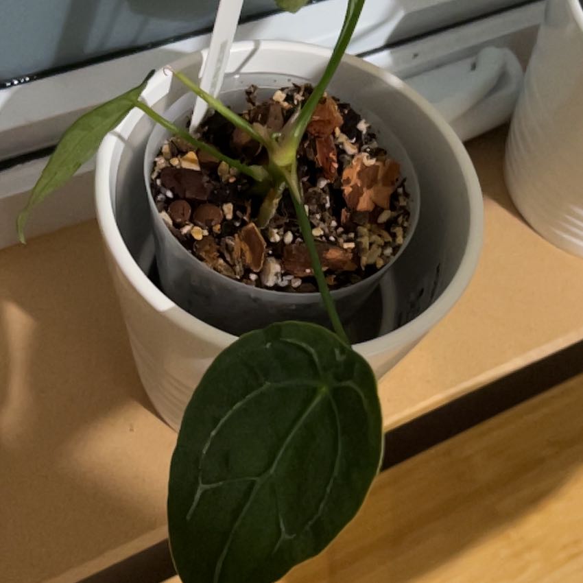 Potted Anthurium forgetii plant with green leaves and visible soil.
