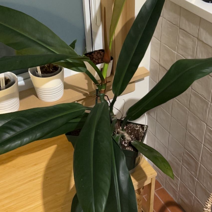 Photo of the plant species Philodendron Ruizii by @SugarTaraire named Beyonce on Greg, the plant care app