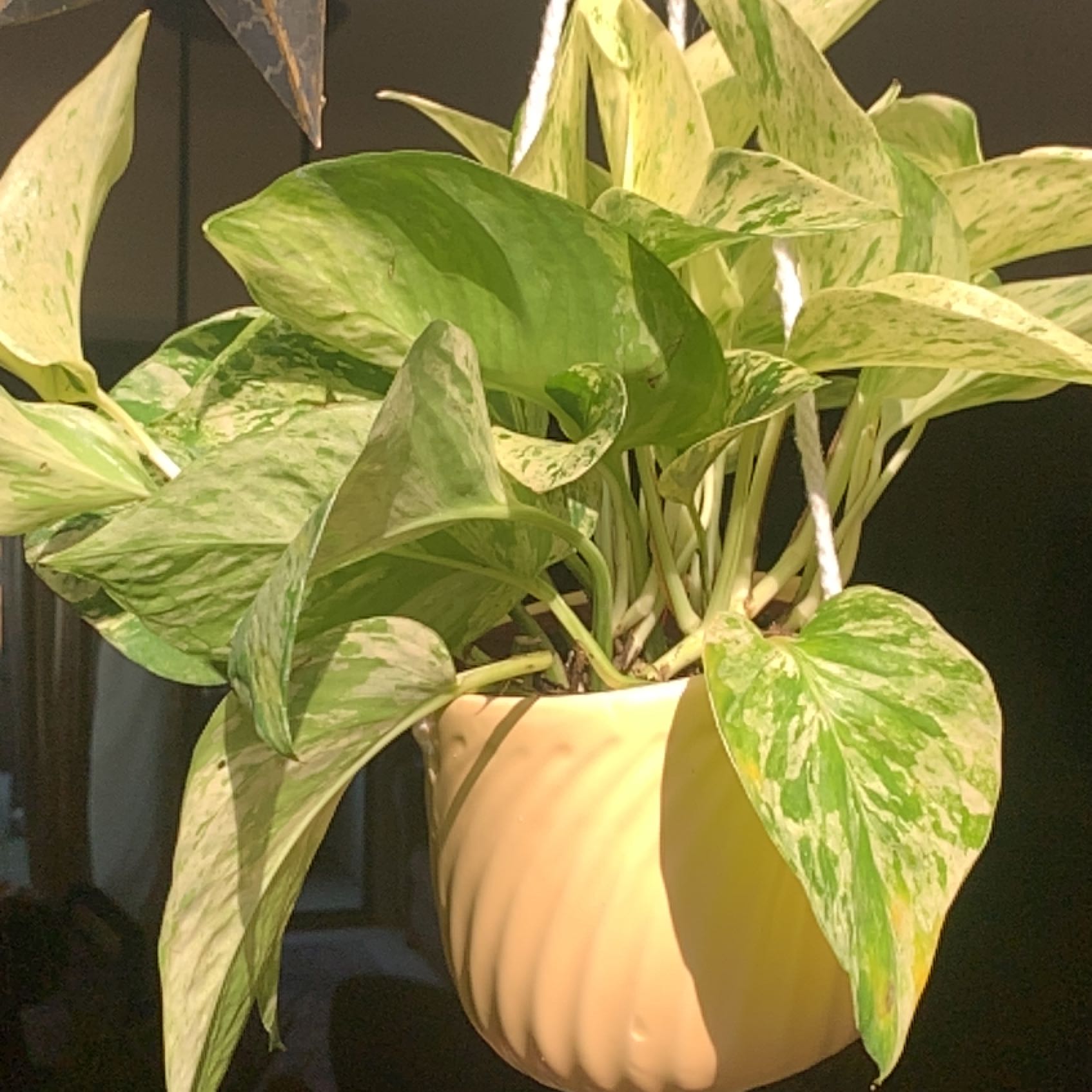 Snow Queen Pothos plant in a hanging pot with variegated leaves.