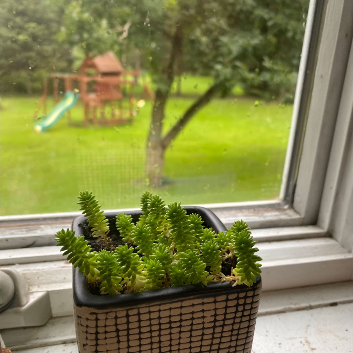 Potted Tasteless Stonecrop plant on a windowsill with a blurred outdoor background.