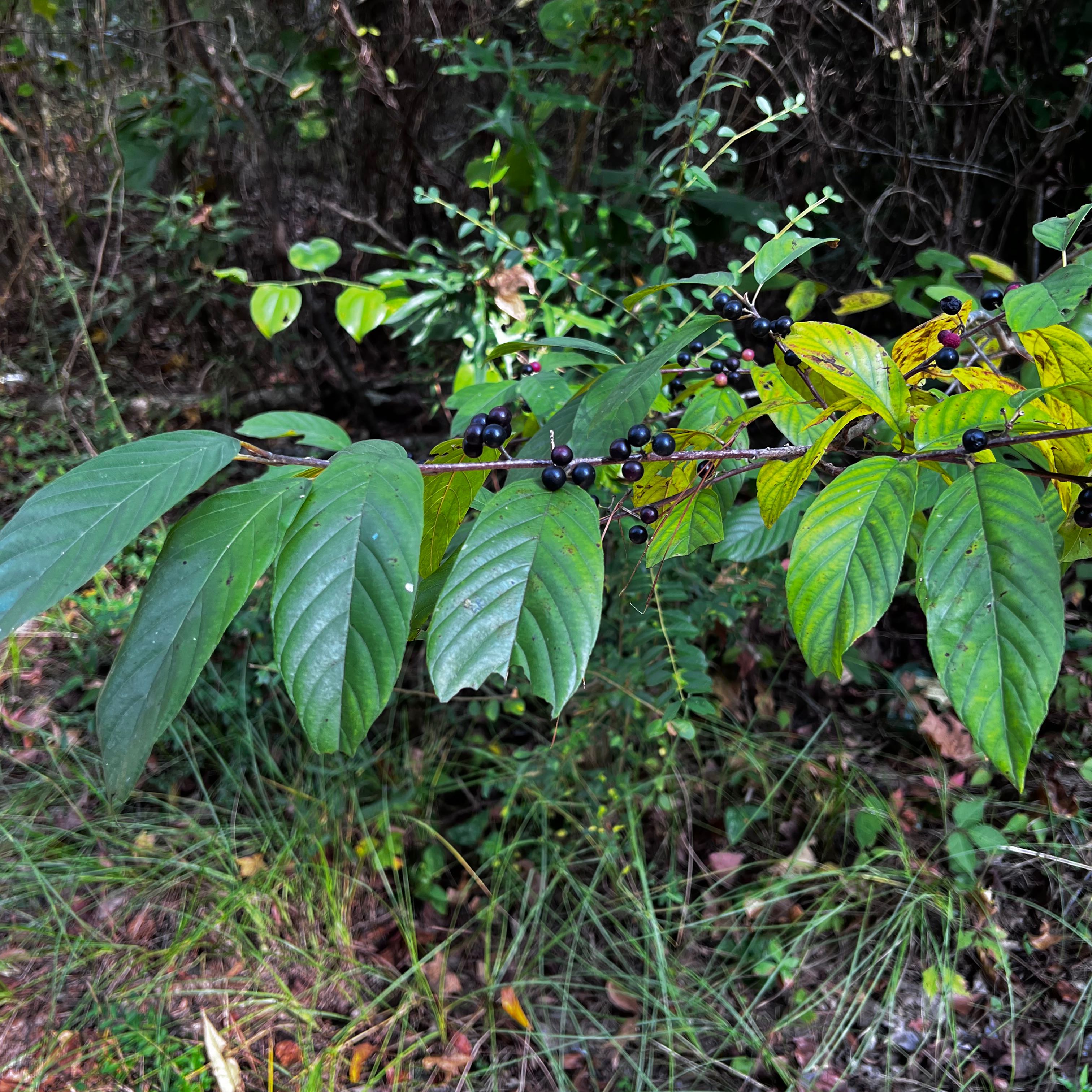 Photo of the plant species Carolina Buckthorn by @AliveOleaster named Your plant on Greg, the plant care app