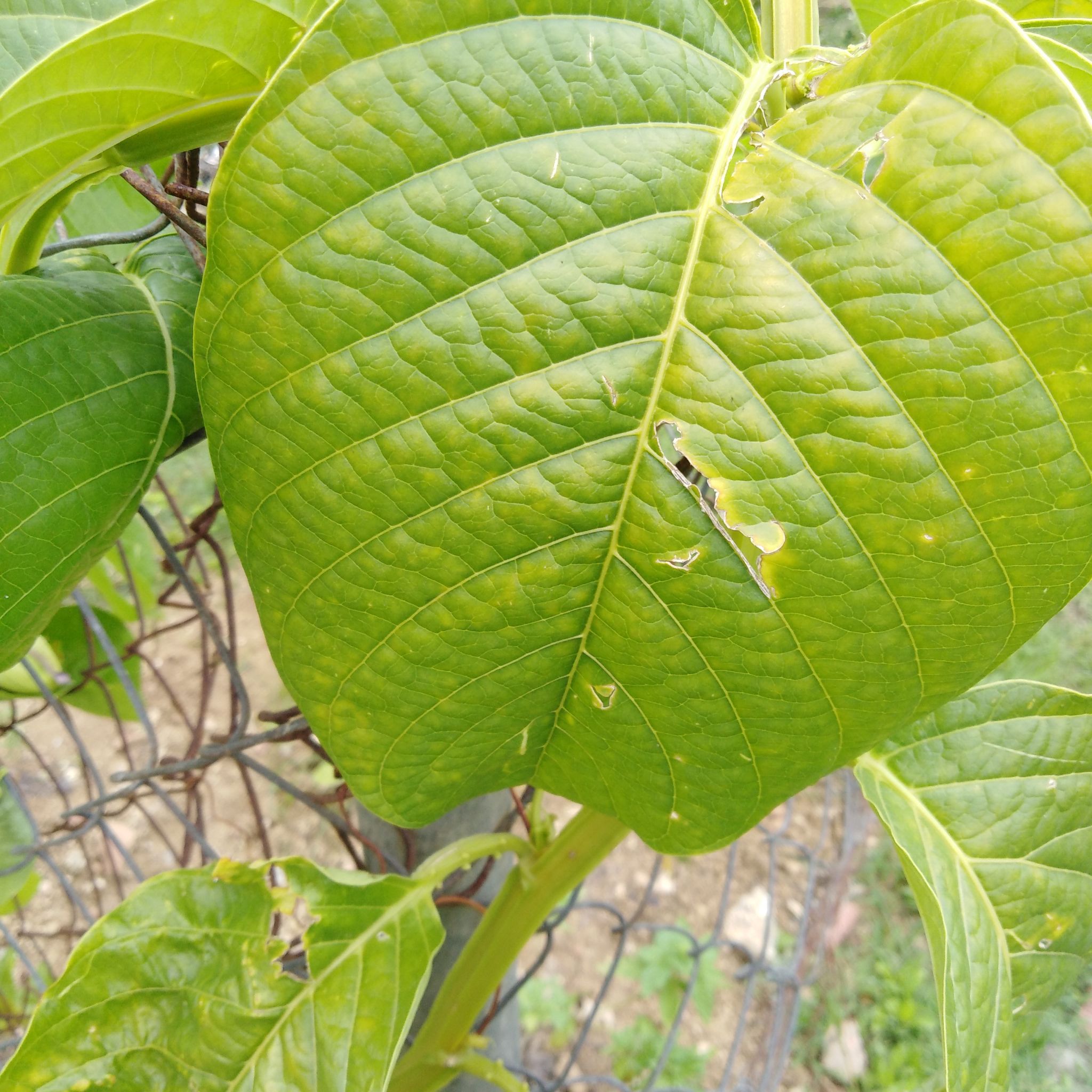 Close-up of a Hoary Stinging Nettle with large green leaves and a visible tear.