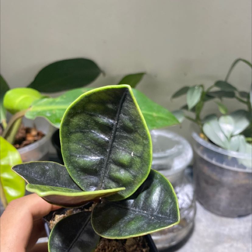 Photo of the plant species Labisia Turtle Back by @JovialRose named Keanu Leaves on Greg, the plant care app