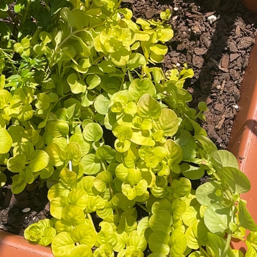 Photo of the plant species Goldilocks Plant by @EmeraldNote named Goldilocks on Greg, the plant care app