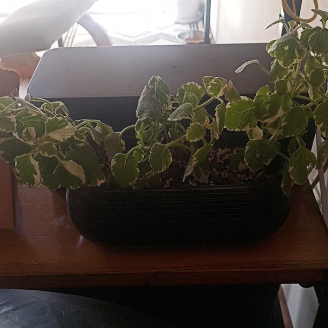 Photo of the plant species Swedish Ivy White Surf by @sporothrix named Incienso on Greg, the plant care app
