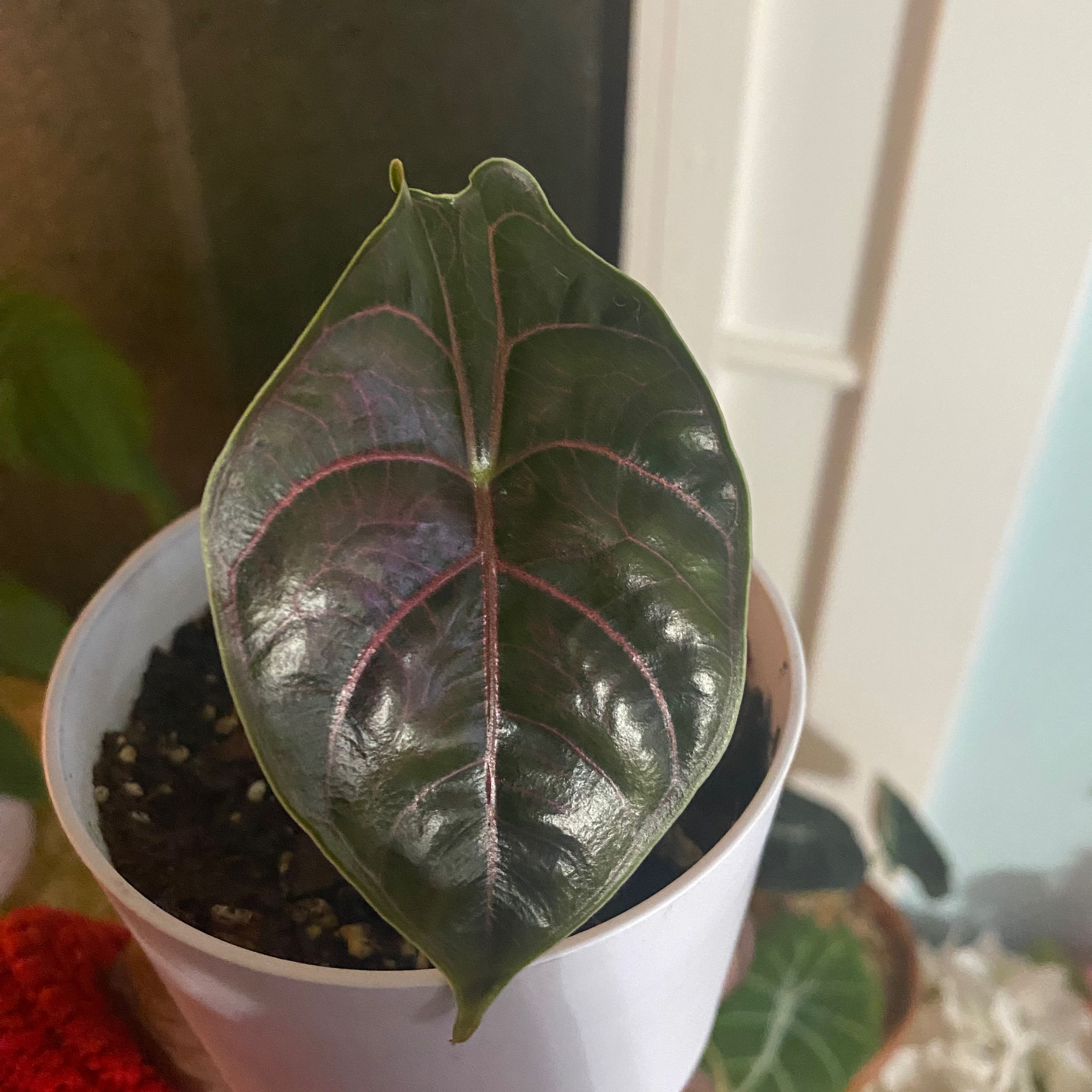 A healthy Red Mambo plant with dark green leaves and pinkish veins in a white pot.