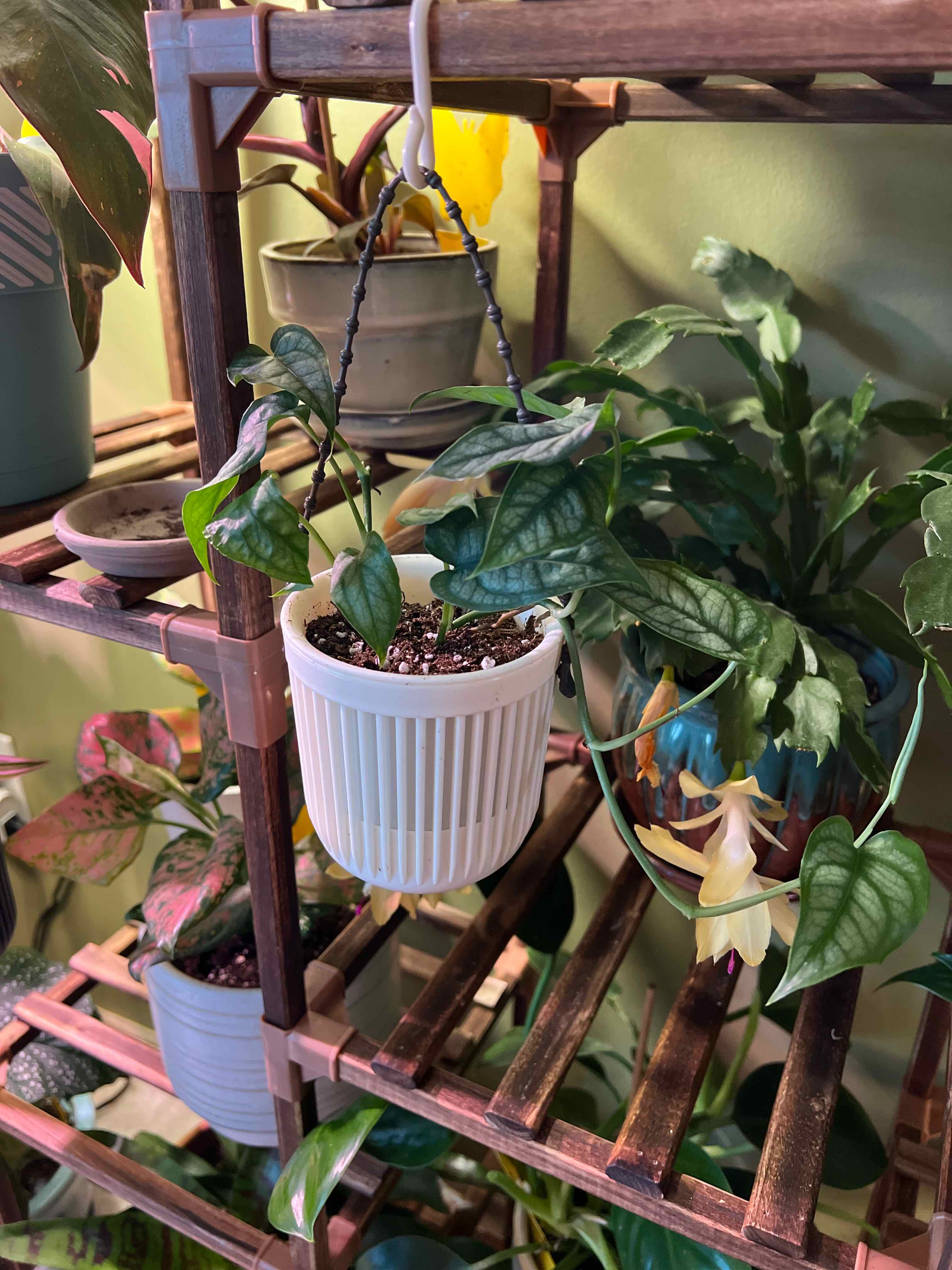 Monstera siltepecanna plant in a white hanging pot on a wooden shelf with other plants.