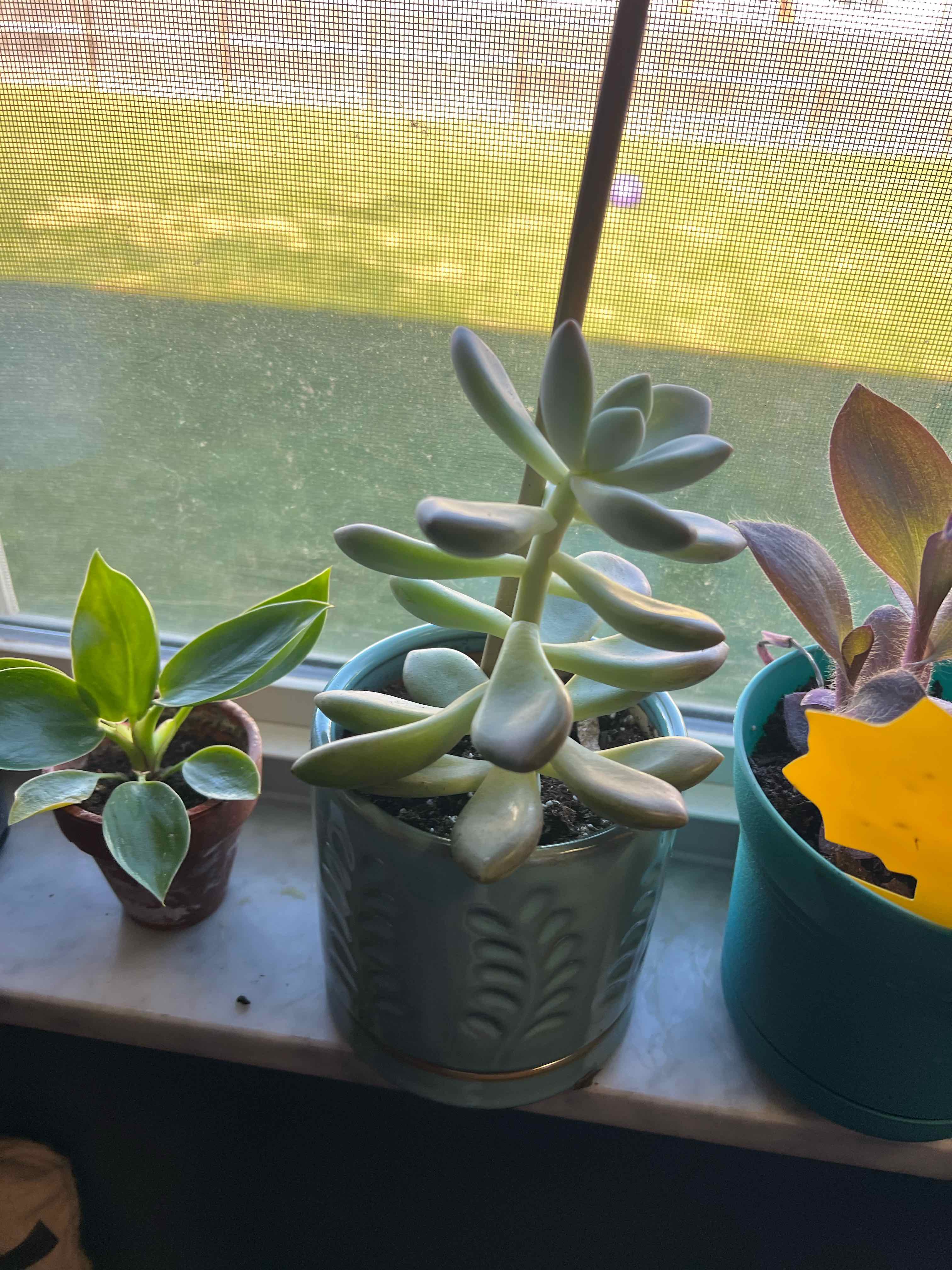 Photo of the plant species Blue Balloon Echeveria by @Andreaplantmom named Blue Balloon on Greg, the plant care app