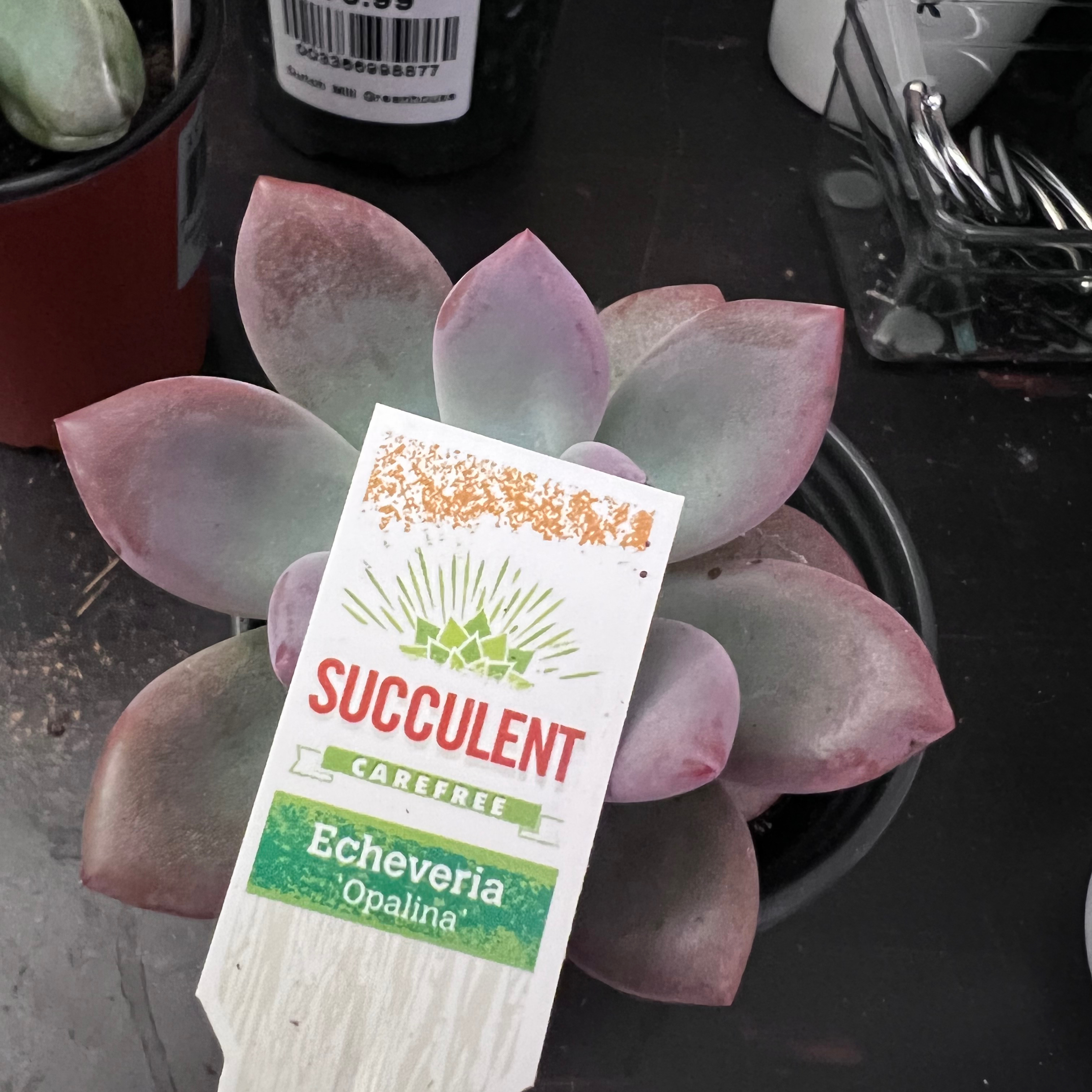 Photo of the plant species Echeveria 'Opalina' by @Andreaplantmom named Opalina on Greg, the plant care app
