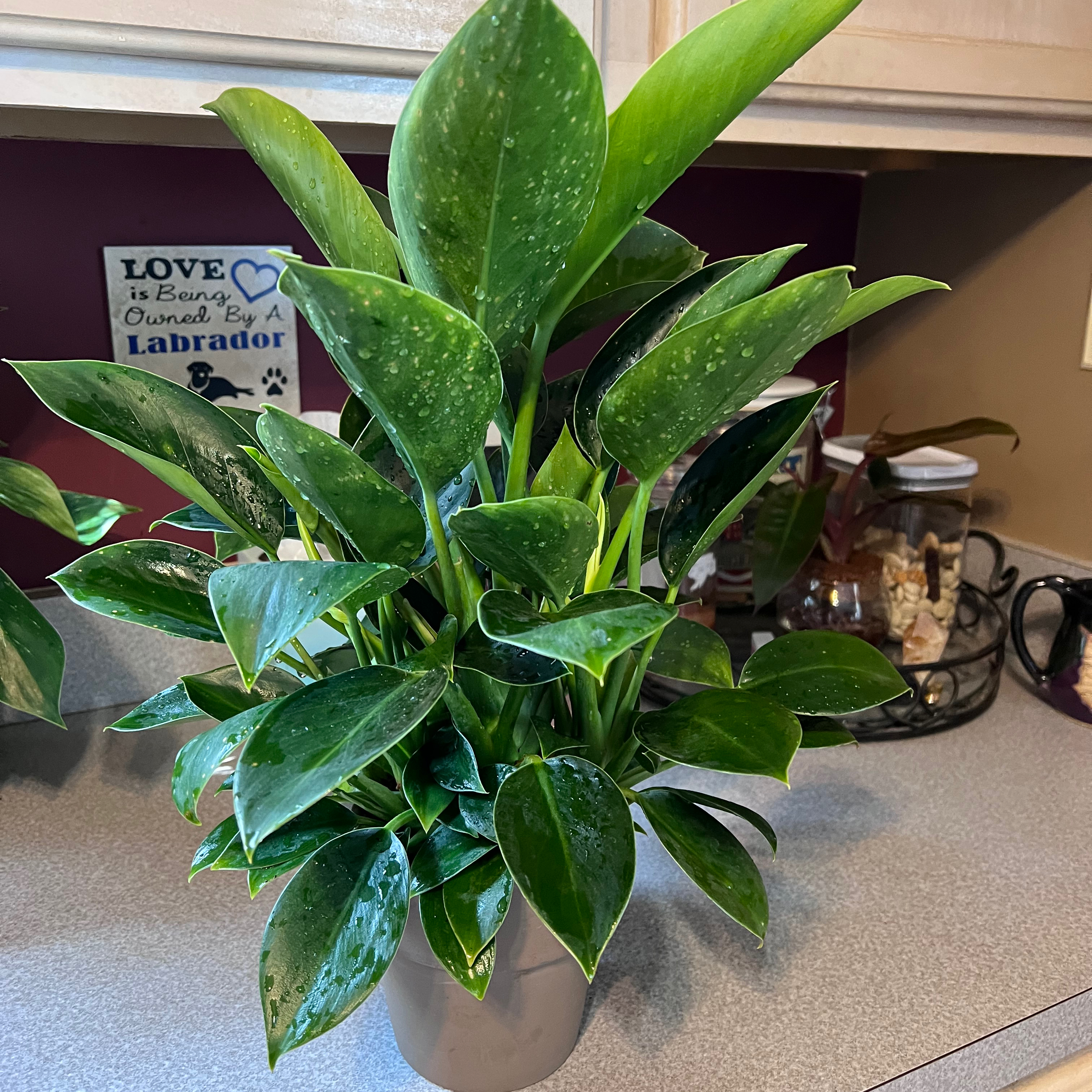 Healthy Green Princess plant with broad, dark green leaves on a countertop.