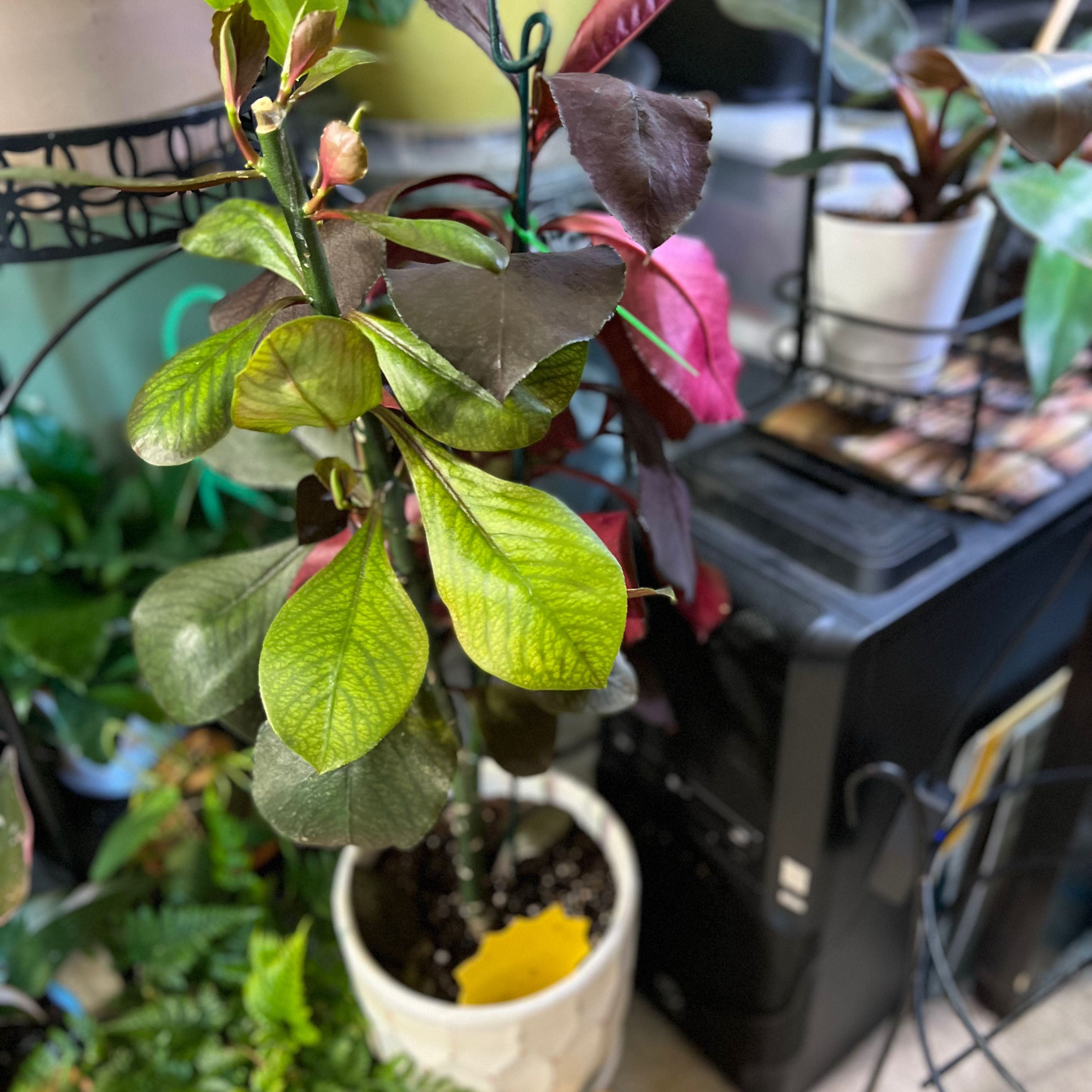 Photo of the plant species Euphorbia bicompacta by @Andreaplantmom named African Milk Tree on Greg, the plant care app