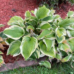 Plantain Lily plant