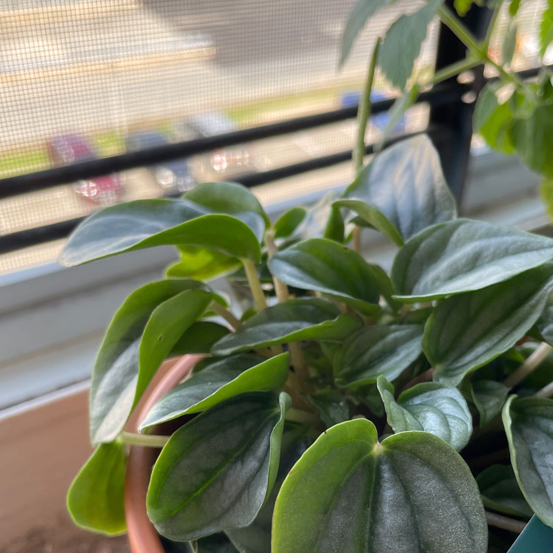 Healthy Peperomia 'Napoli Nights' plant with vibrant green leaves.