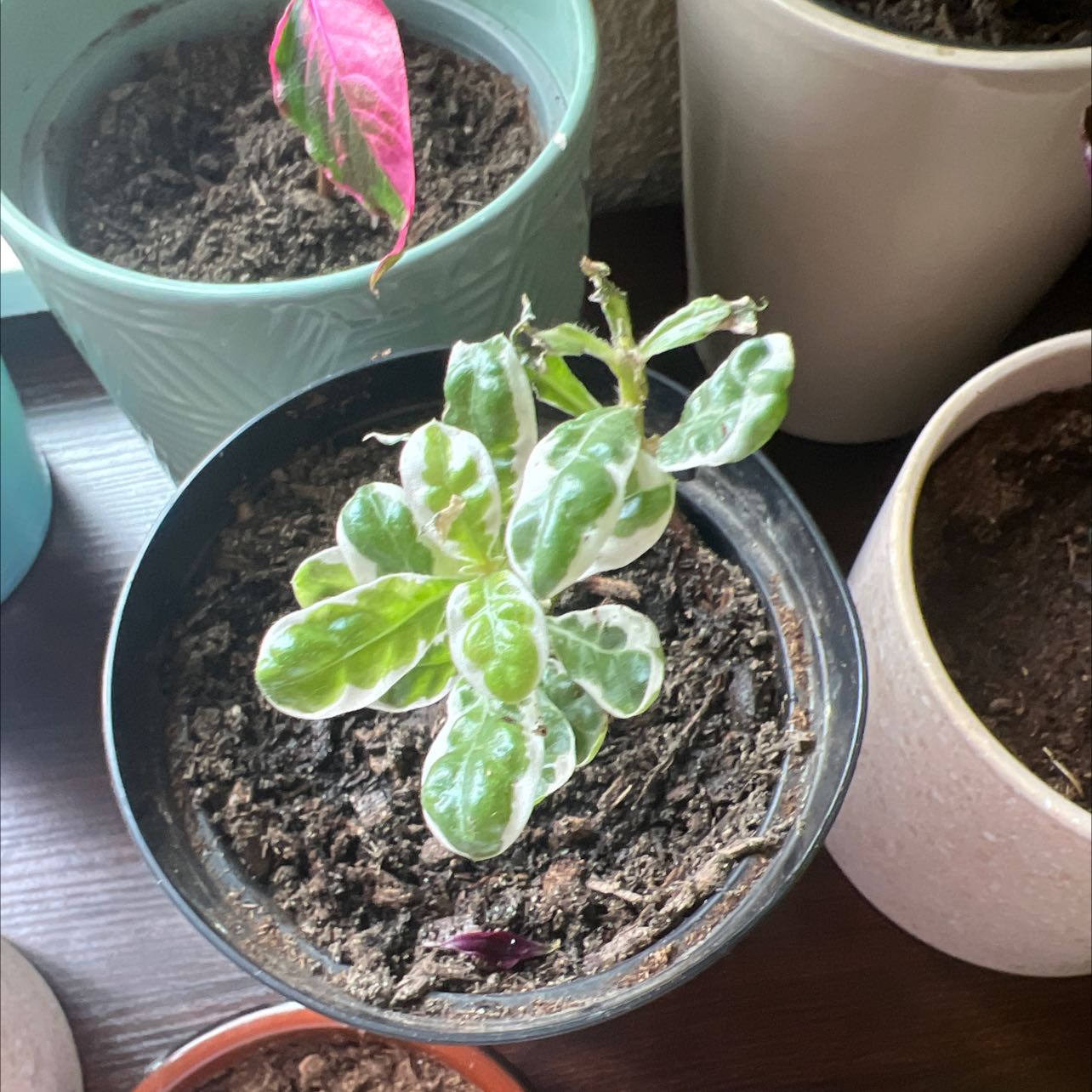 Photo of the plant species Waffle Plant 'Snow Queen' by @ZestLoquat named Your plant on Greg, the plant care app