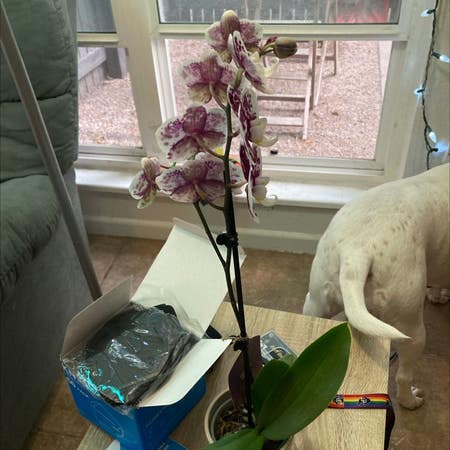 Photo of the plant species Bamboo Orchid by Itsmelifluous named Or You Chidding Me on Greg, the plant care app