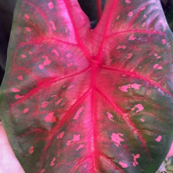 Photo of the plant species Red Flash Angel Wings by @DowntoearthWeed named Bella on Greg, the plant care app