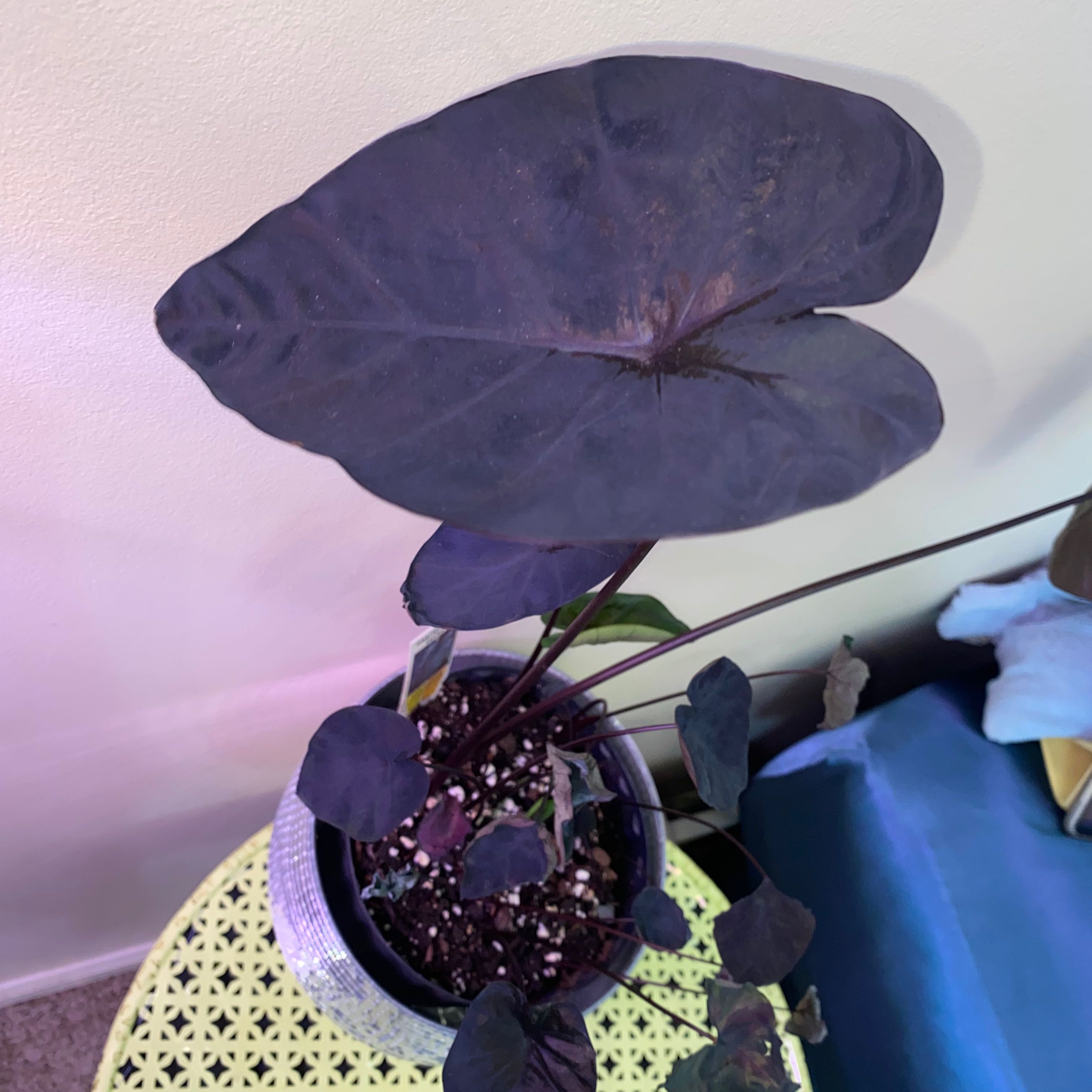 Photo of the plant species Colocasia 'Black Sapphire Gecko' by @DowntoearthWeed named Clooney on Greg, the plant care app