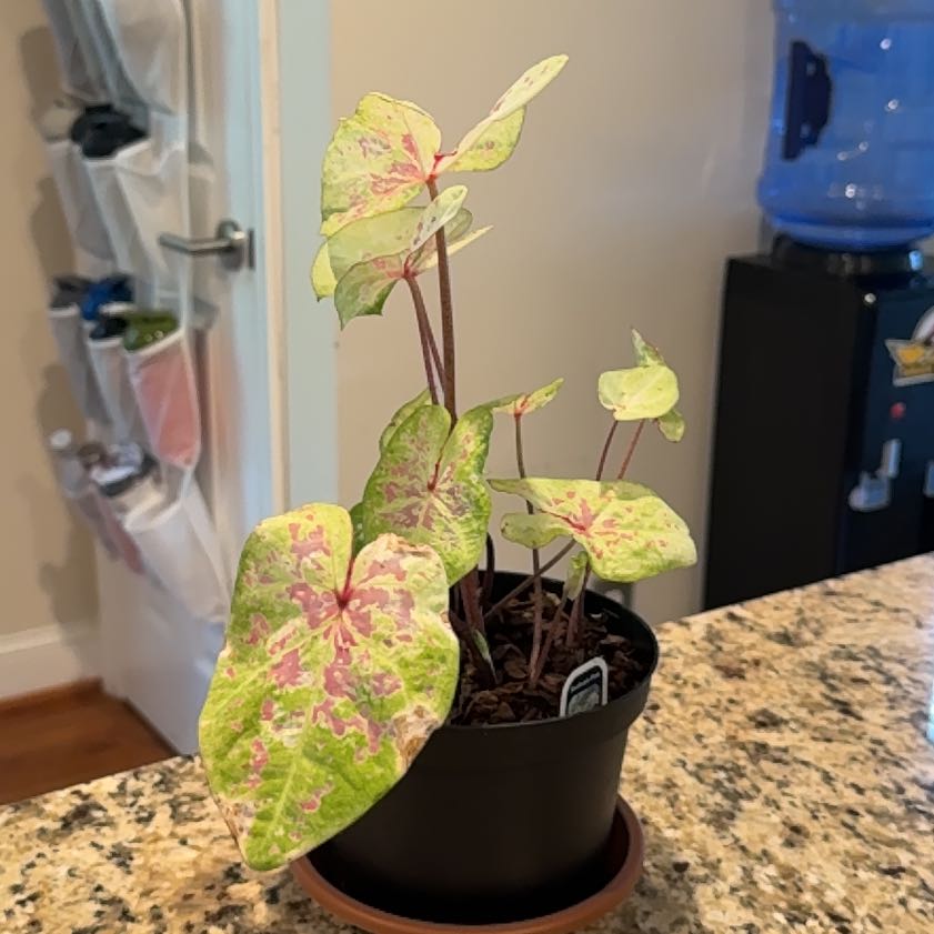 Photo of the plant species Caladium 'Seafoam Pink' by @Krayzie named Coco on Greg, the plant care app