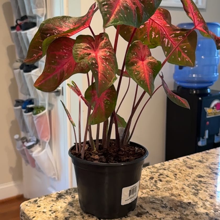 Photo of the plant species Red Flash Angel Wings by @Krayzie named Zion on Greg, the plant care app