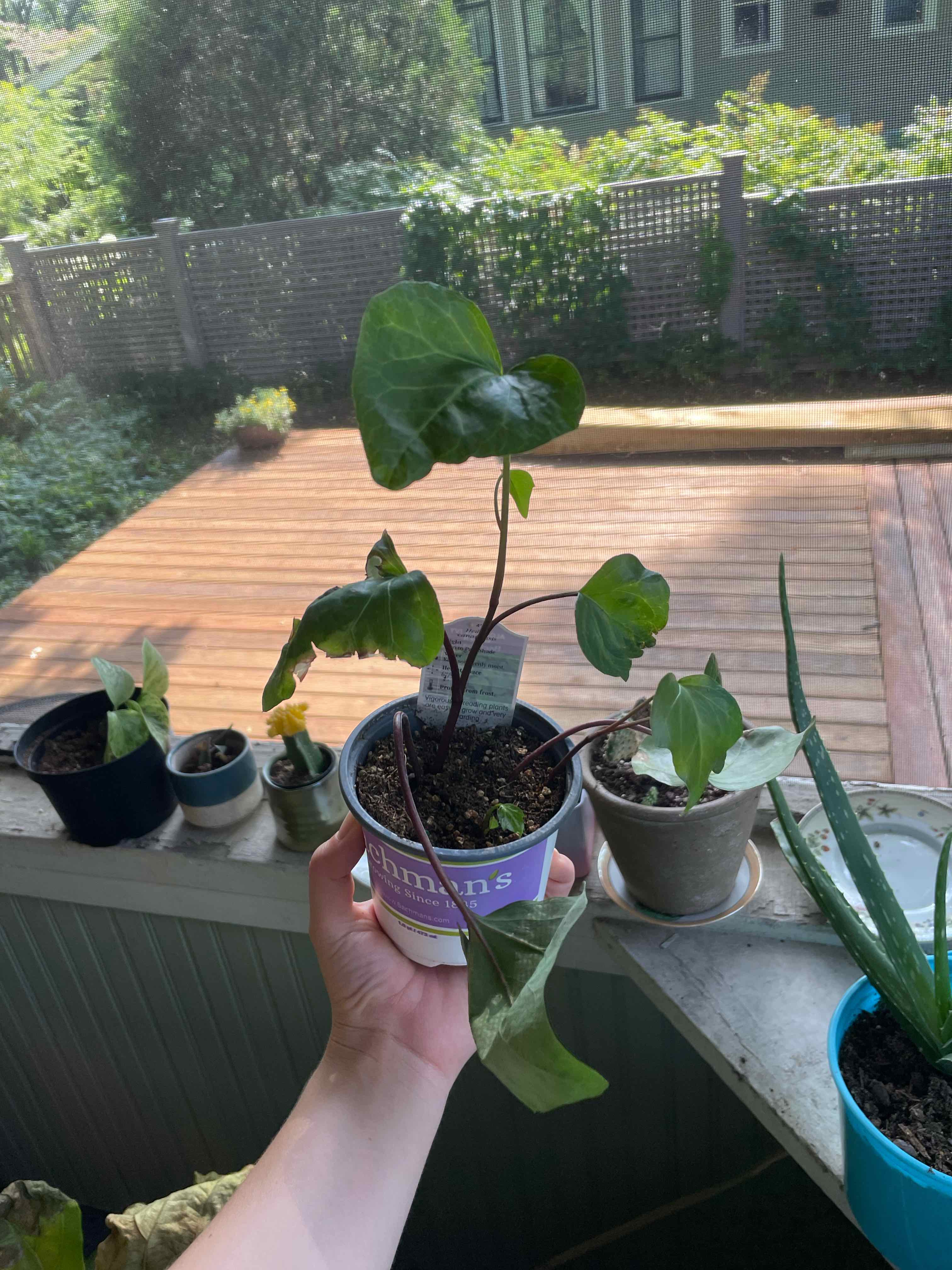 Potted Algerian Ivy plant held by a hand, with other potted plants and a wooden deck in the background.
