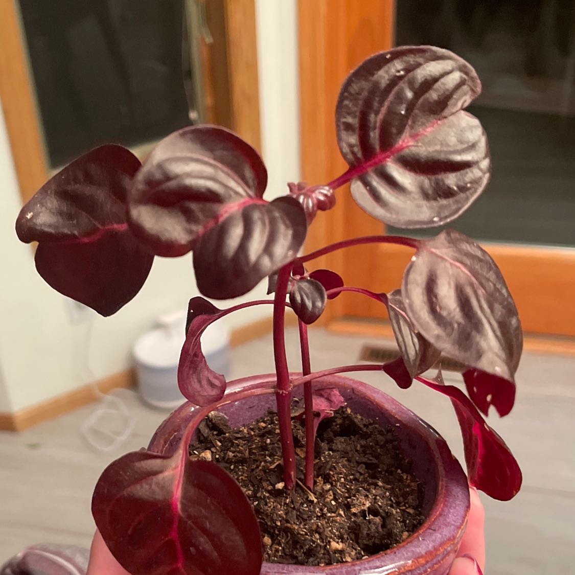 Healthy Herbst's Bloodleaf plant with vibrant two-toned leaves in burgundy and silvery green. Specimen is in a red pot with soil visible.