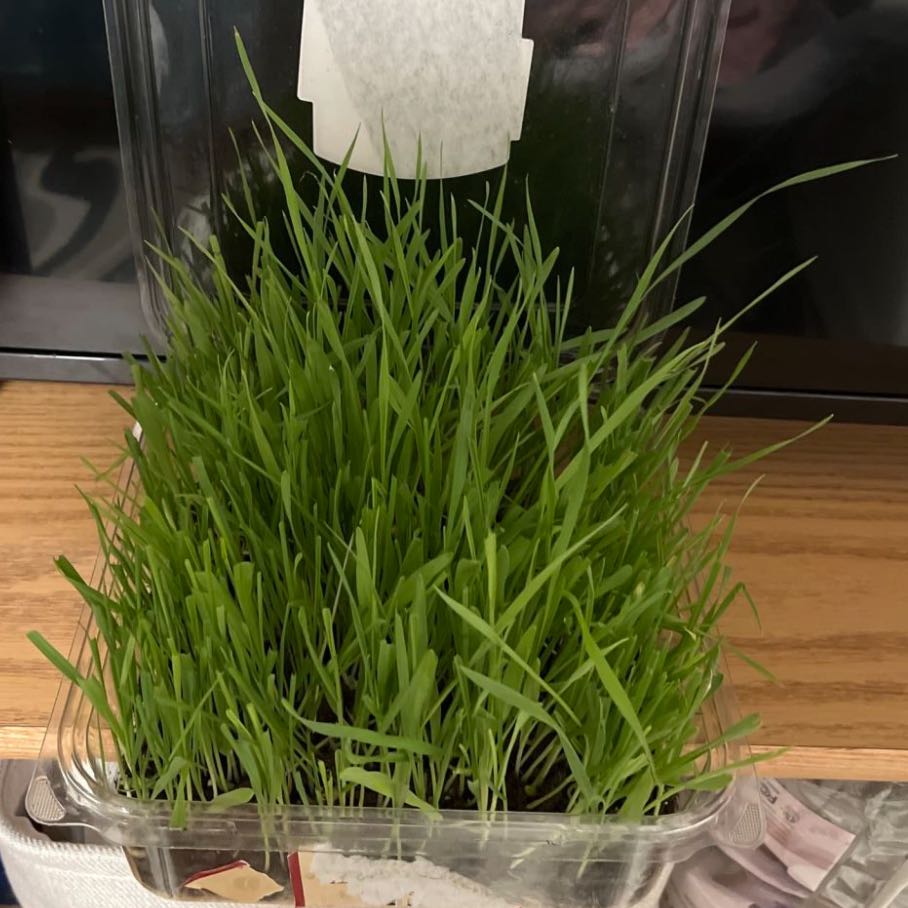 Healthy cat grass in a plastic container with vibrant green blades.