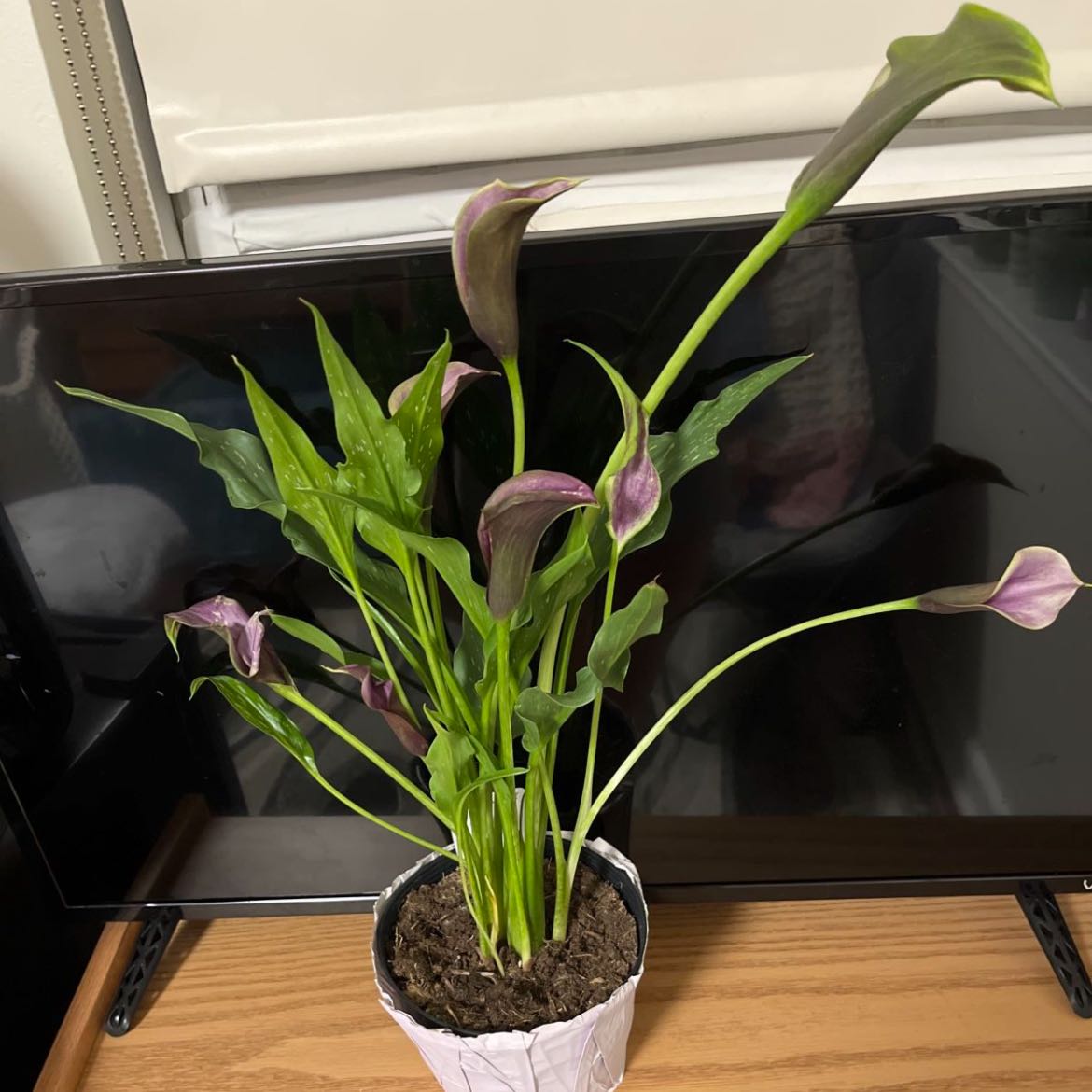 Potted Spotted Calla Lily with purple flowers and green leaves, well-framed and in focus.