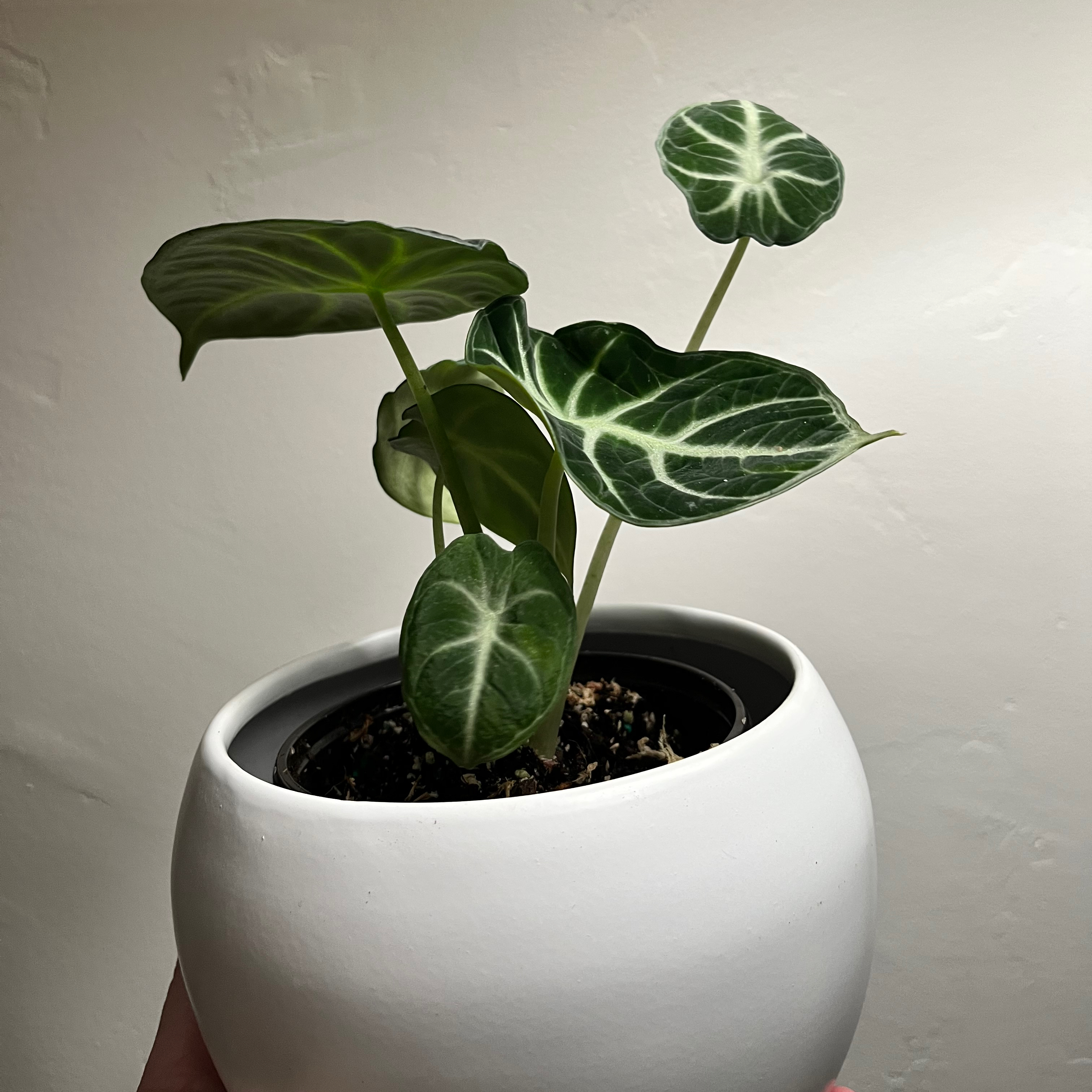 Potted Alocasia Ninja plant with healthy leaves in a white pot.