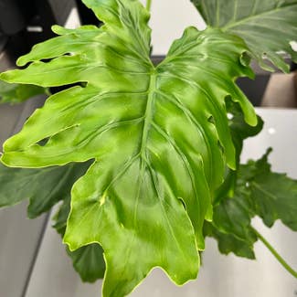 Split Leaf Philodendron plant in Spring Valley, California