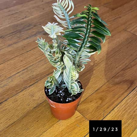 Photo of the plant species Christmas Candle by Wetsmyplants named Noel on Greg, the plant care app