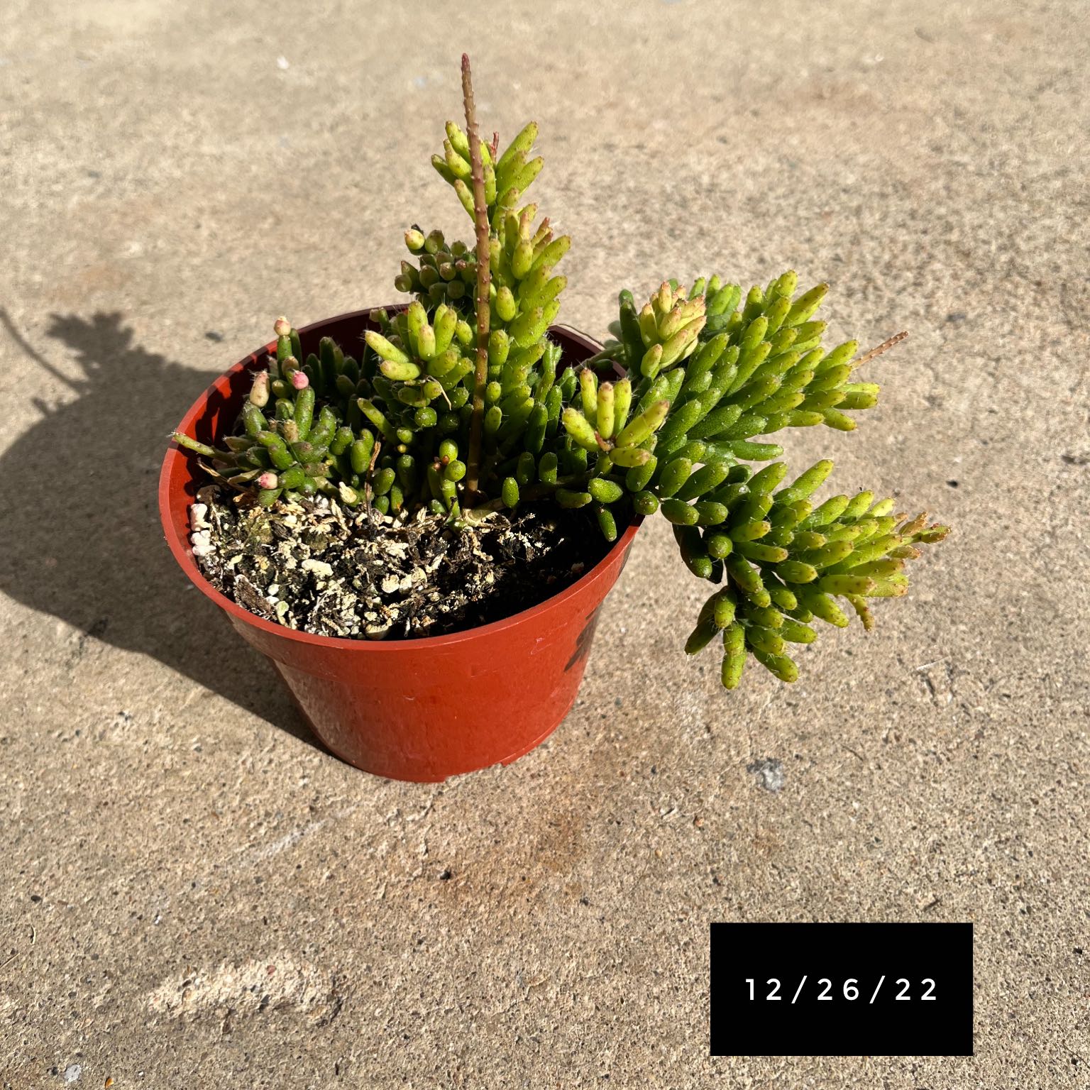 Photo of the plant species rhipsalis by @WetsMyPlants named Forrest on Greg, the plant care app