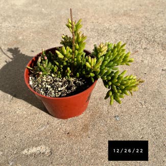 rhipsalis plant in Spring Valley, California