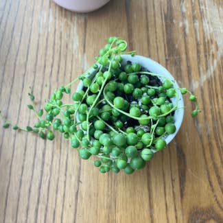 String of Pearls plant in Spring Valley, California