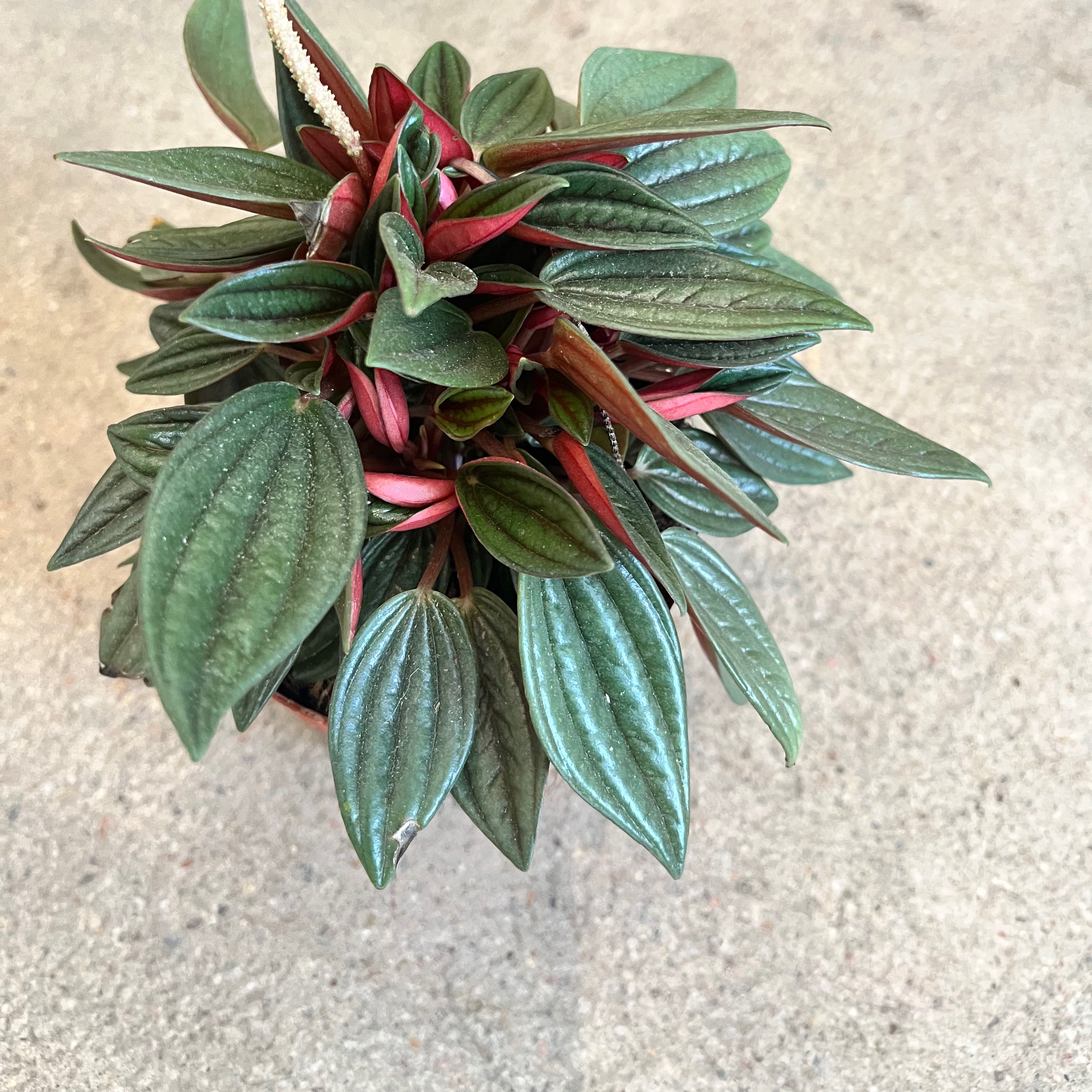 Photo of the plant species Peperomia 'Rosso' by @WetsMyPlants named Einstein on Greg, the plant care app