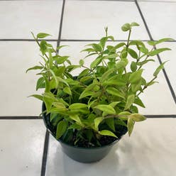 Hoya Bella plant