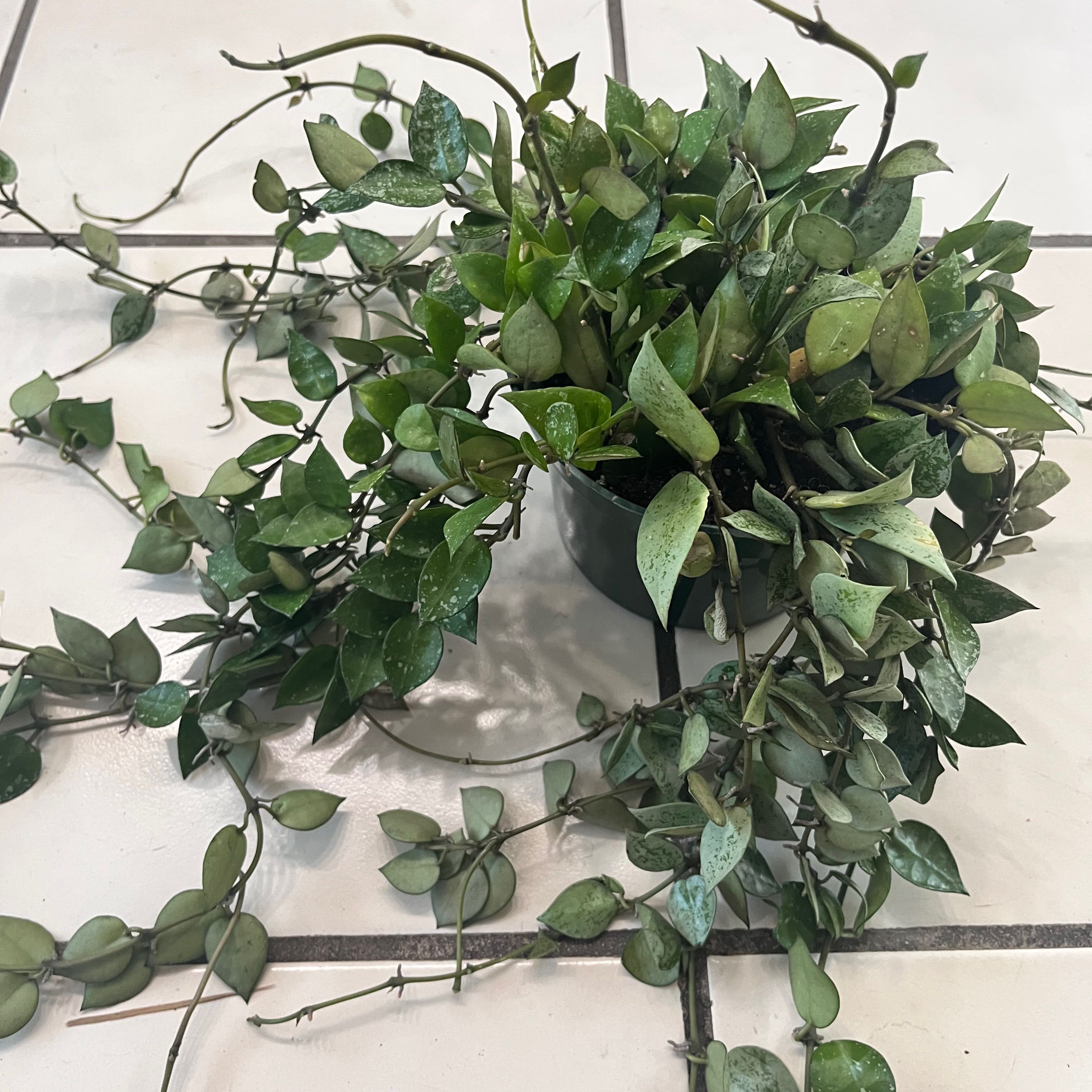 Hoya krohniana plant with green leaves in a pot on a tiled surface.