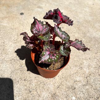 Rex Begonia Harmony's 'Hot Spot' plant in Spring Valley, California
