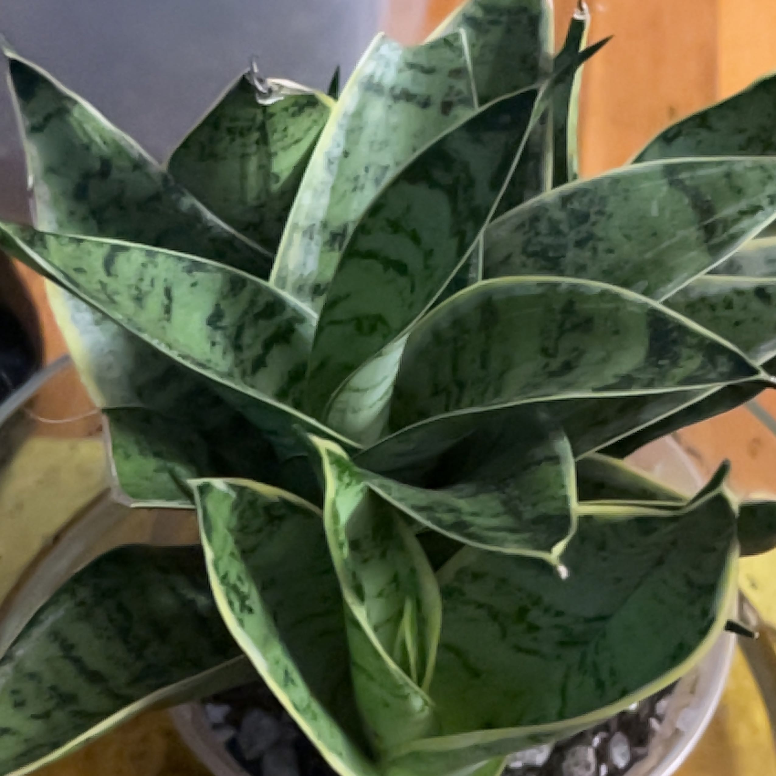 Photo of the plant species Silver Snake Plant by @WetsMyPlants named Surya on Greg, the plant care app