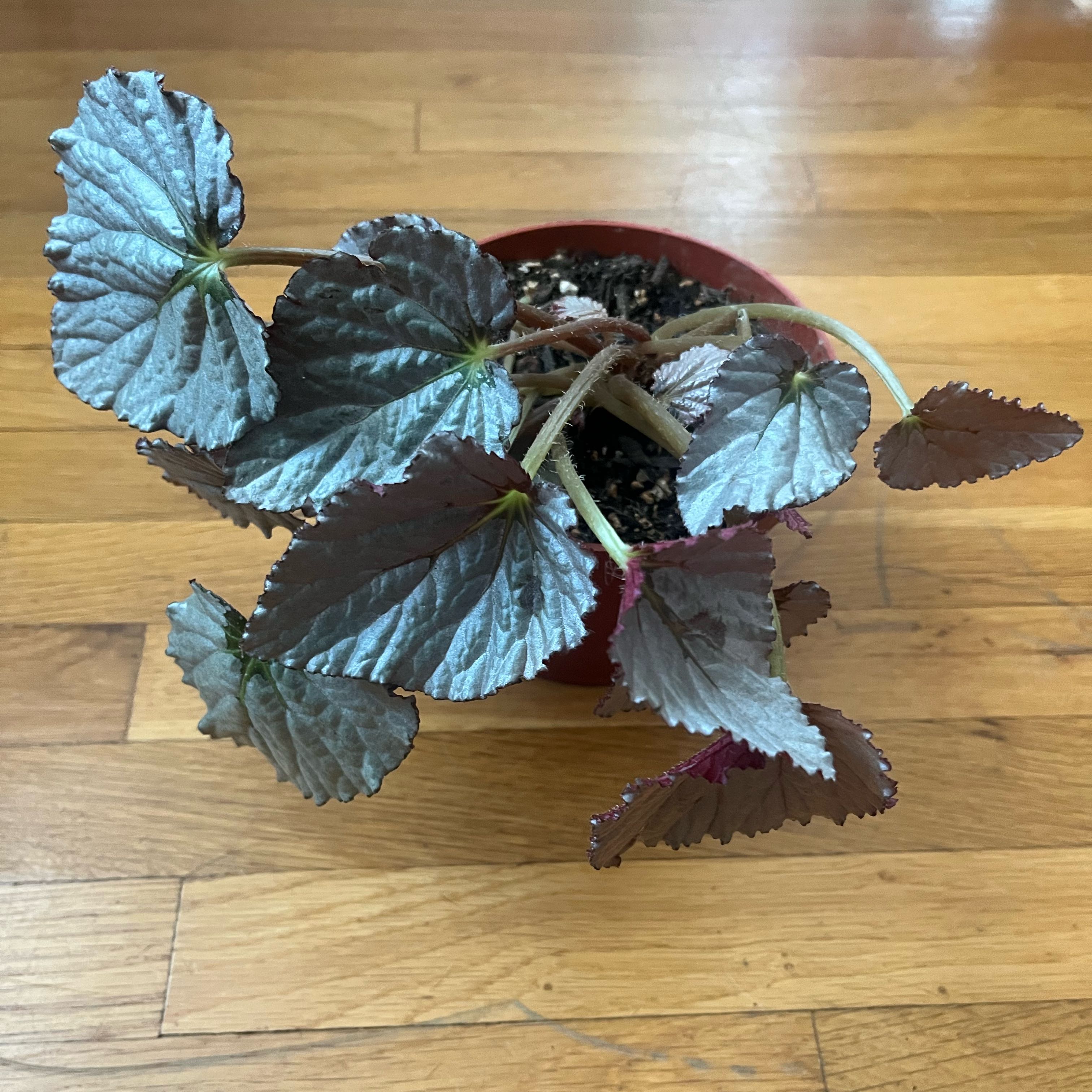 Photo of the plant species Begonia Silver Limbo by @WetsMyPlants named Maya on Greg, the plant care app