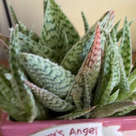 Photo of the plant species Aloe 'Partridge Breast' by Cherry named Homer on Greg, the plant care app