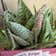 Calculate water needs of Aloe 'Partridge Breast'