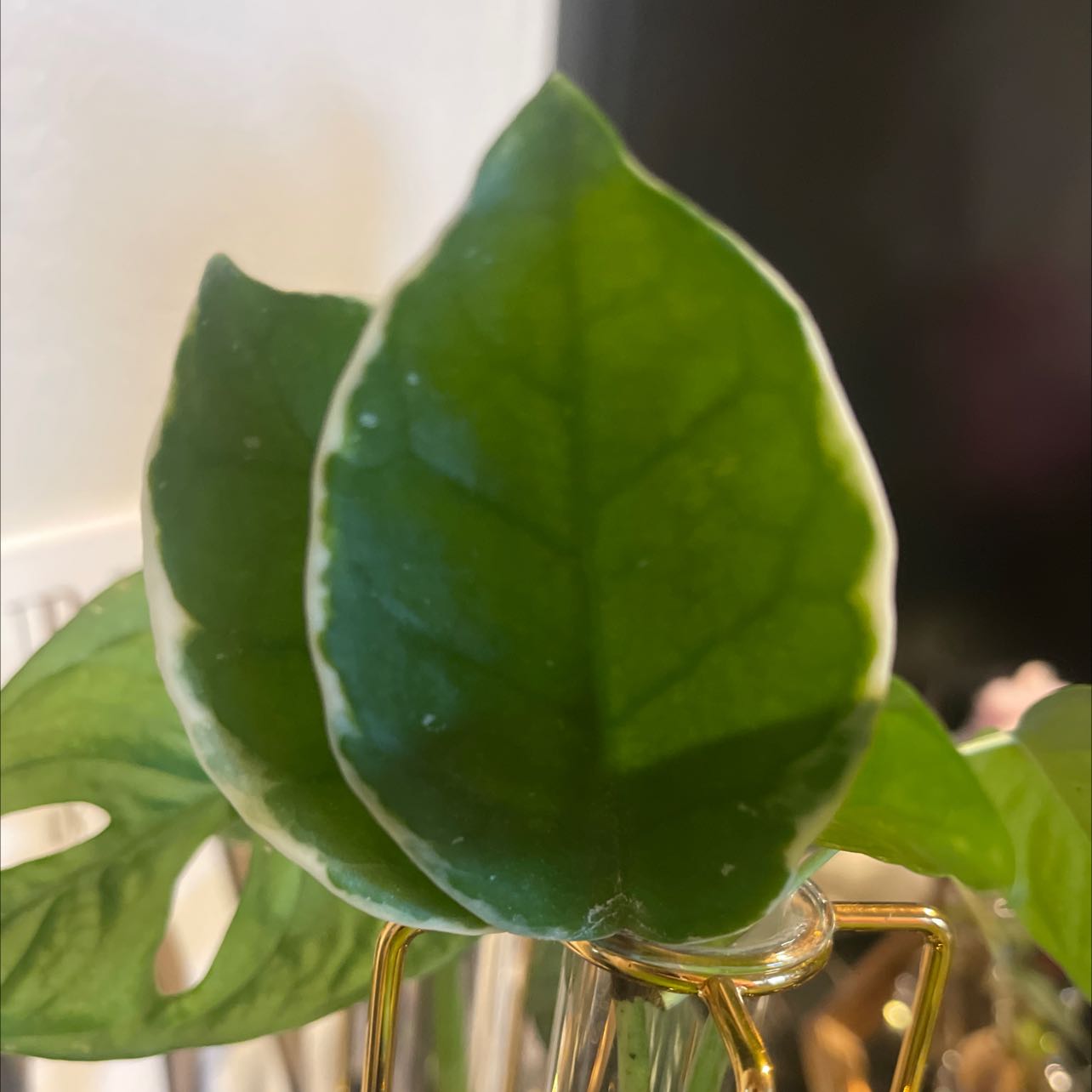 Photo of the plant species Wax plant by @Lala_Love named Your plant on Greg, the plant care app